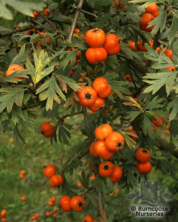 CRATAEGUS tanacetifolia  