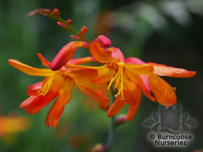 CROCOSMIA 'Harlequin'  