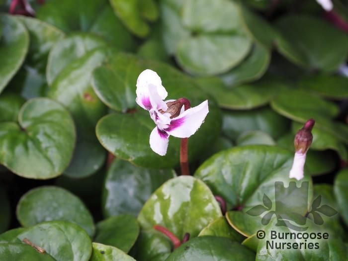 CYCLAMEN coum 'Album' 