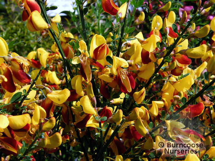 Hedges & Shrubs 3 Common Broom Cytisus Scoparius Andreanus Plant in 9cm