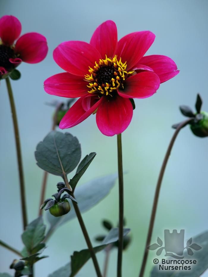 Dahlia 'Roxy' from Burncoose Nurseries