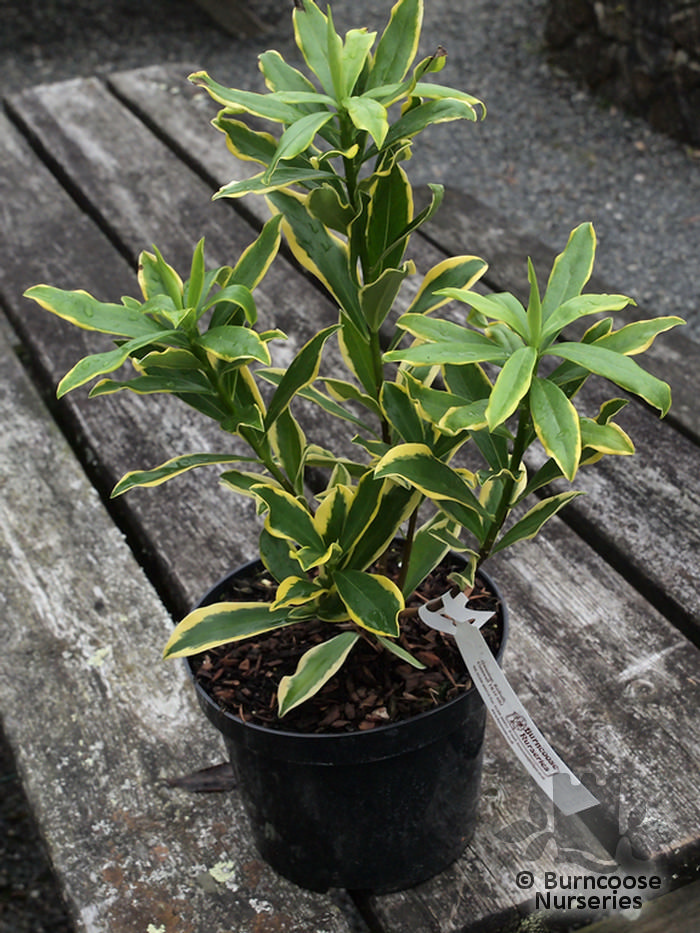 Daphne Odora &lsquo;Mae-Jima&rsquo; from Burncoose Nurseries