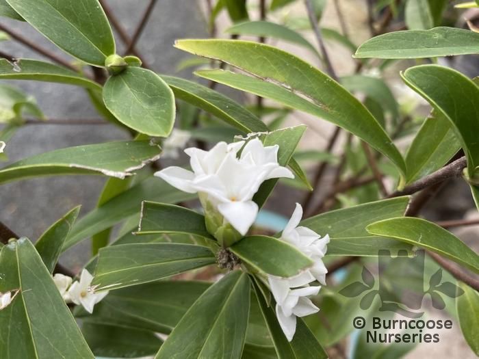 DAPHNE 'White Queen'  