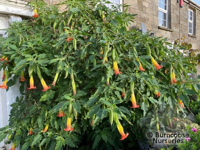 Brugmansia from Burncoose Nurseries