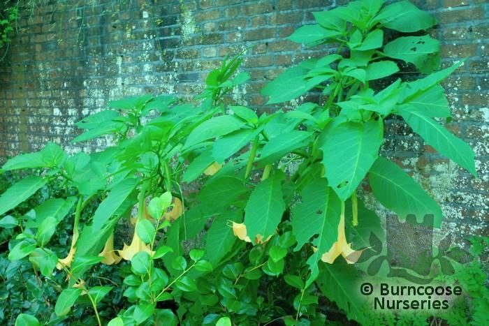 Brugmansia Suaveolens from Burncoose Nurseries