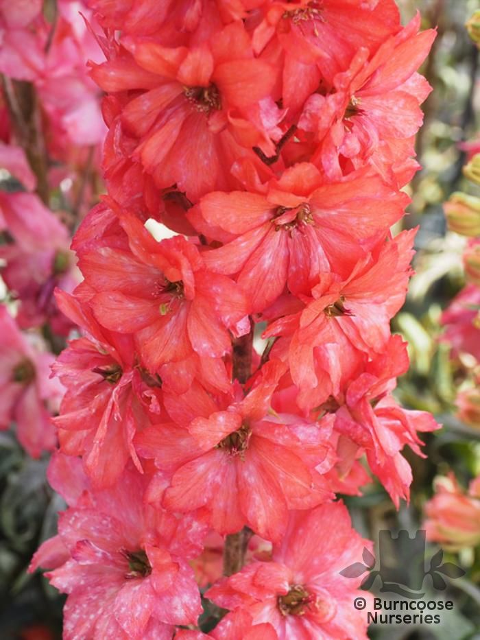 DELPHINIUM 'Red Lark'  