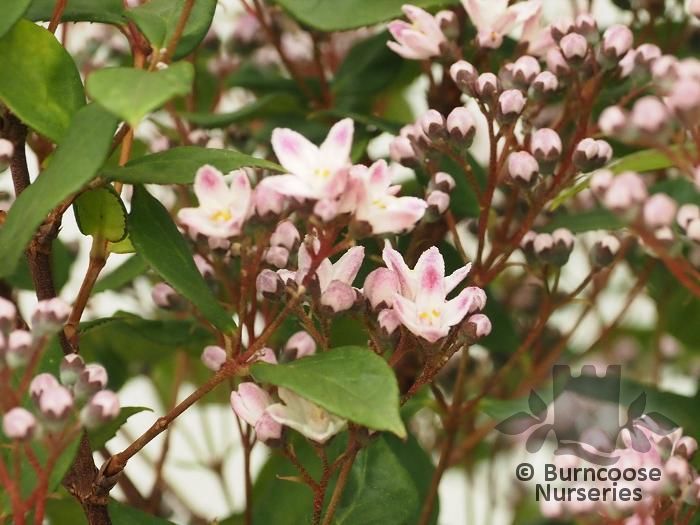 DEUTZIA 'Prettistars Pink Cloud'  