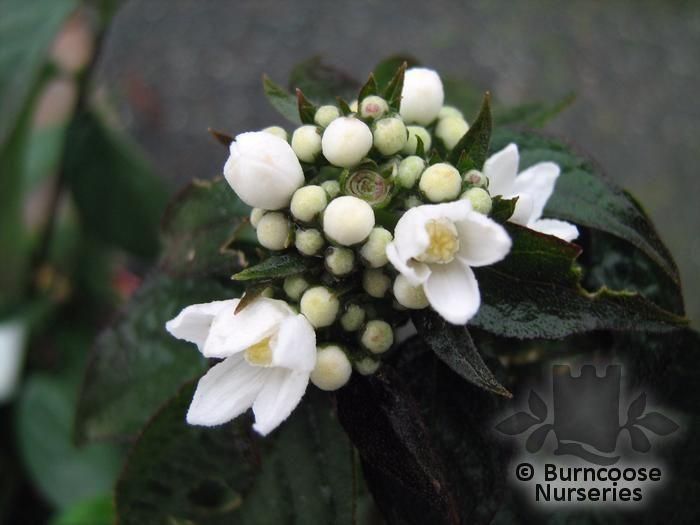 DEUTZIA setchuenensis var corymbiflora  