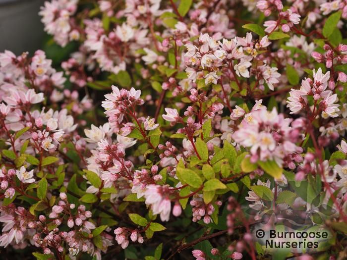 DEUTZIA x rosea 'Yuki Cherry Blossom' 