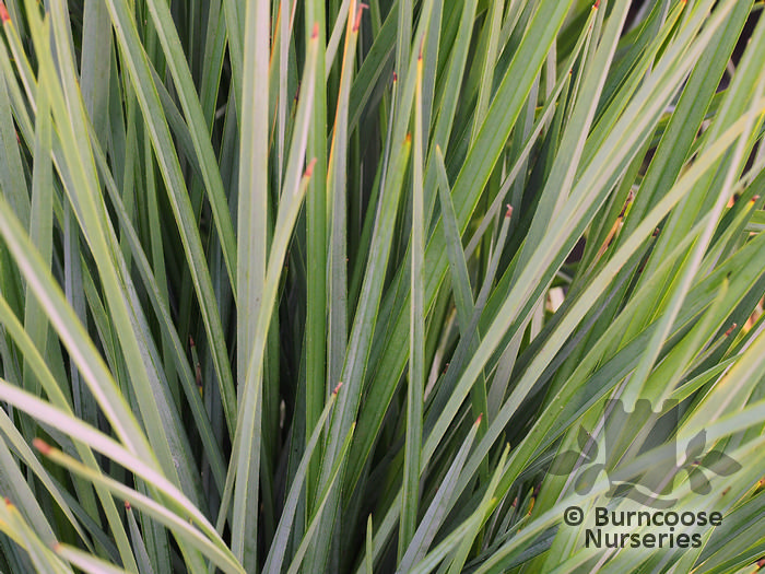 DIANELLA revoluta 'Coolvista' 