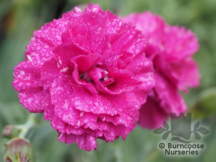 DIANTHUS 'Devon Wizard'  