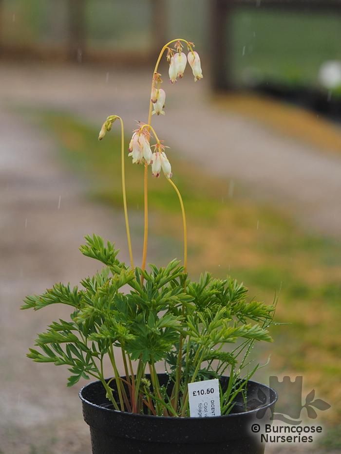 Dicentra Formosa 'Aurora' from Burncoose Nurseries