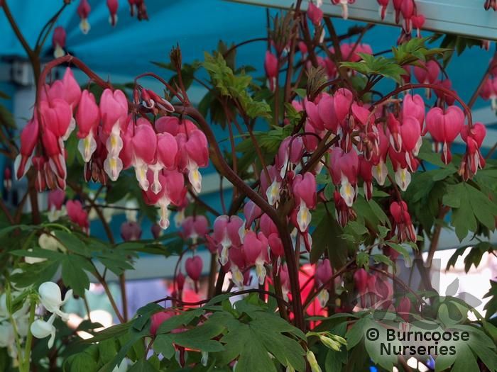 Dicentra Spectabilis from Burncoose Nurseries