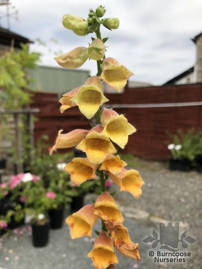 Digitalis 'Goldcrest' from Burncoose Nurseries