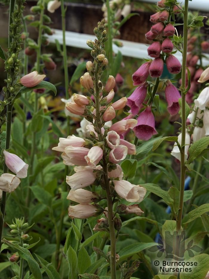 Digitalis Purpurea 'Sutton'S Apricot' from Burncoose Nurseries