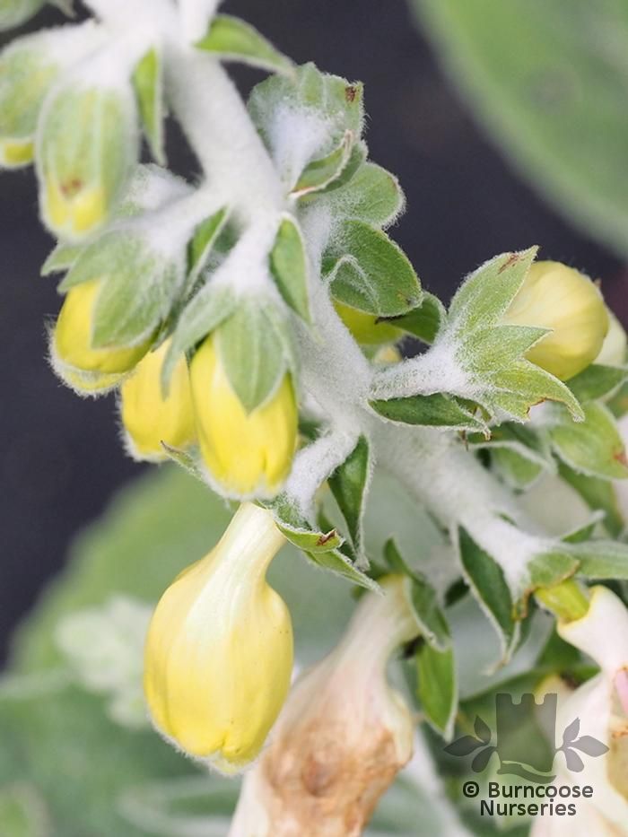 Digitalis Purpurea 'Silver Fox' from Burncoose Nurseries