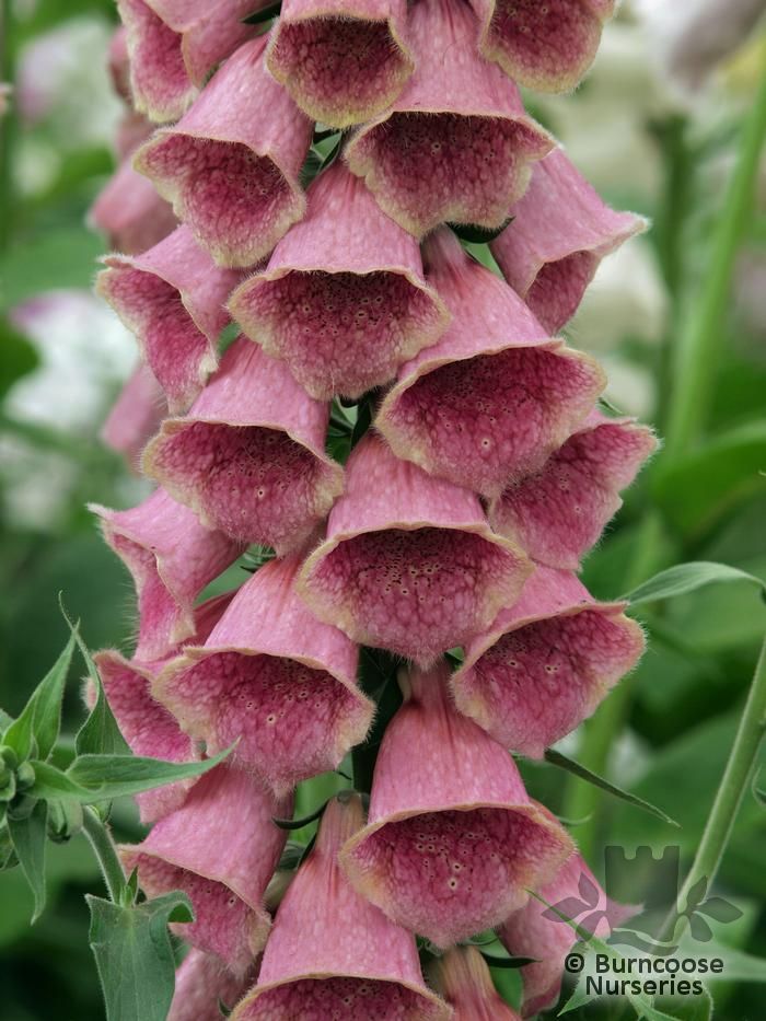 Digitalis X Mertonensis from Burncoose Nurseries