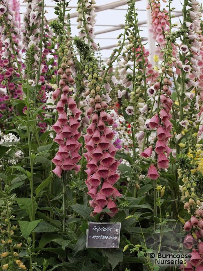 Digitalis X Mertonensis from Burncoose Nurseries
