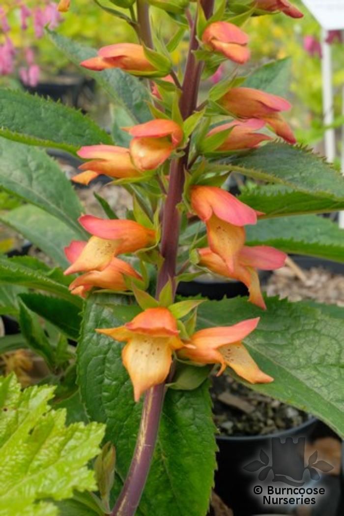 Digitalis X Valinii 'Firebird' from Burncoose Nurseries
