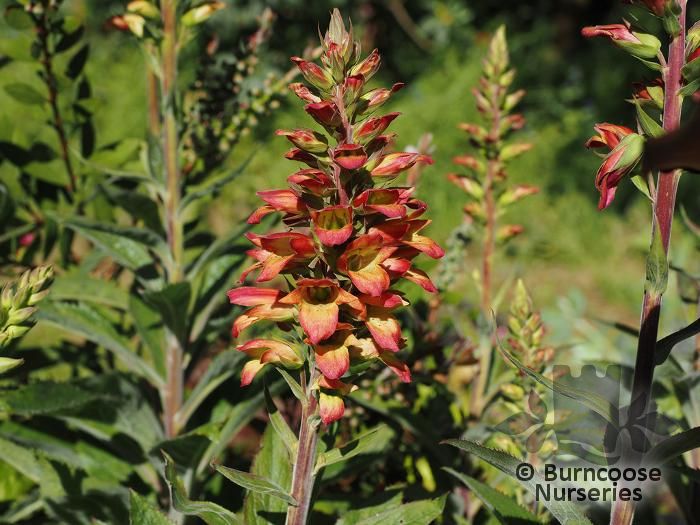 Digitalis X Valinii 'Firebird' from Burncoose Nurseries