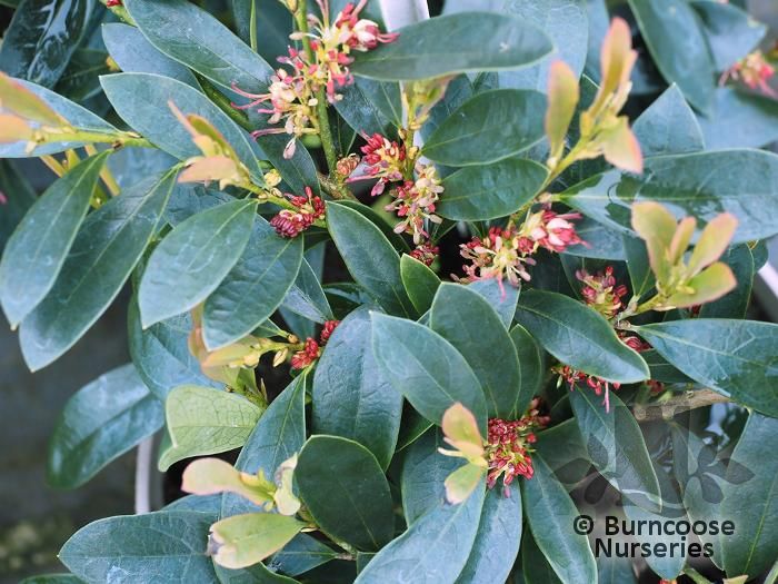 DISTYLIUM myricoides 'Blue Cascade' 