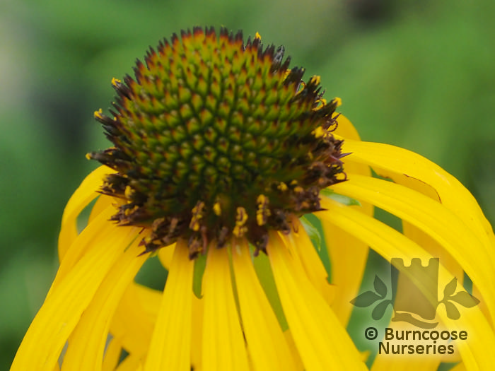 Heart Diseases as related to Echinacea Pictures
