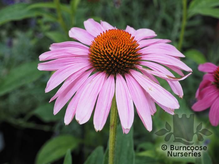 ECHINACEA purpurea  