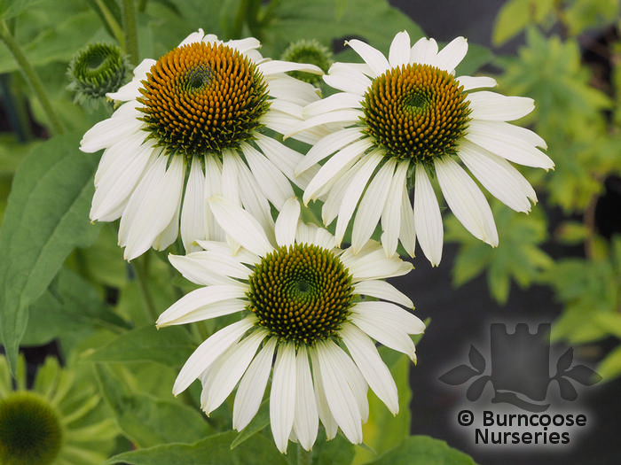 ECHINACEA purpurea 'White Swan' 