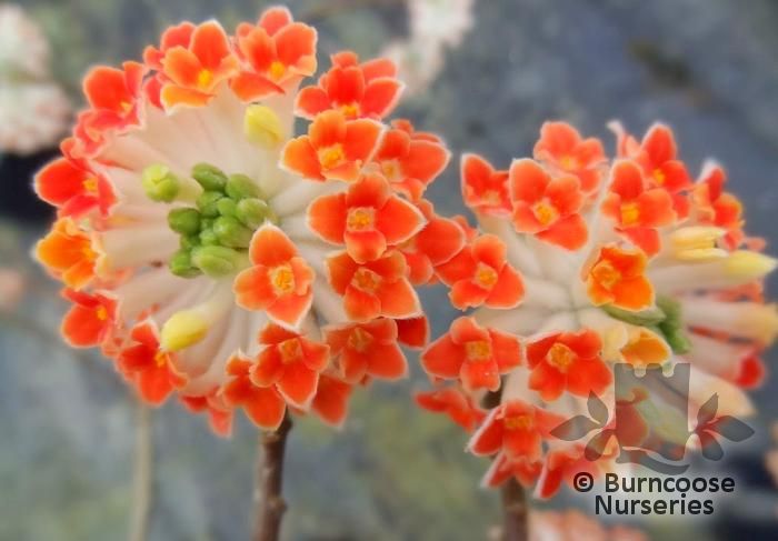 Edgeworthia Chrysantha ‘Red Dragon’ from Burncoose Nurseries
