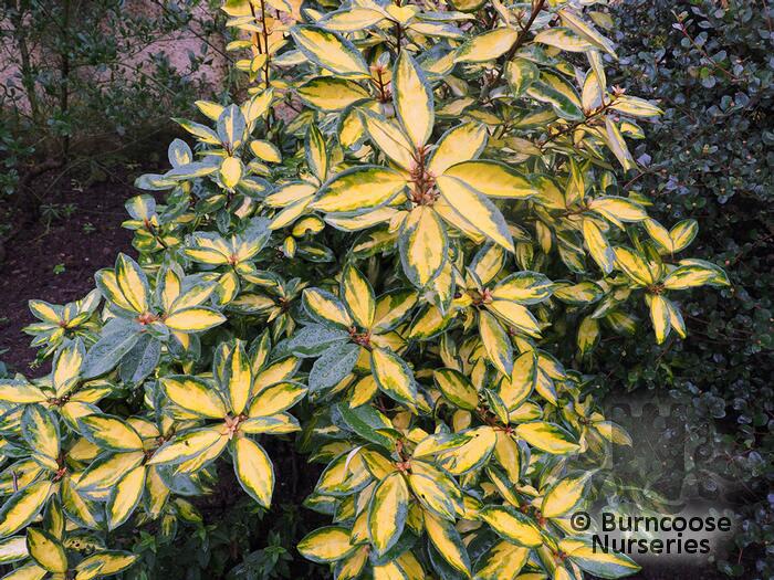 Elaeagnus From Burncoose Nurseries