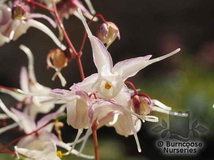 EPIMEDIUM grandiflorum  
