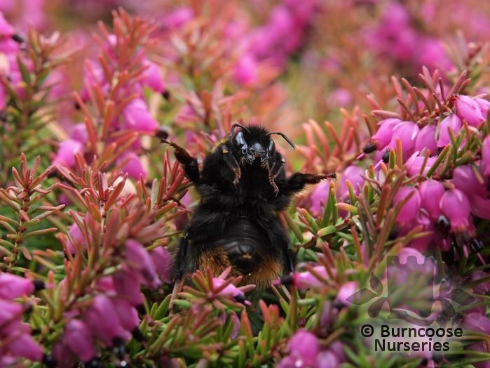 Heathers Erica Carnea 'Eva' from Burncoose Nurseries