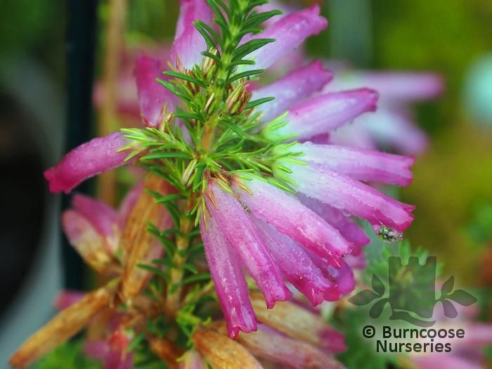 HEATHERS Erica verticillata  