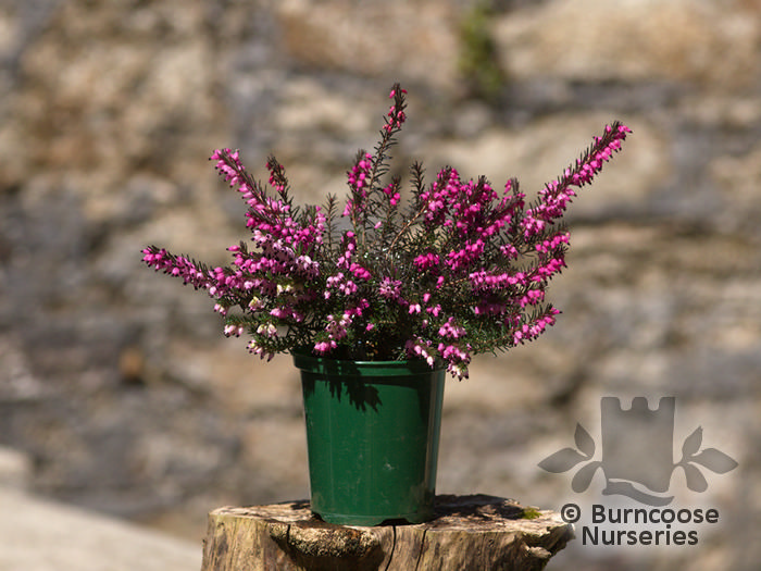 Heathers Erica X Darleyensis 'Kramer'S Red' from Burncoose Nurseries