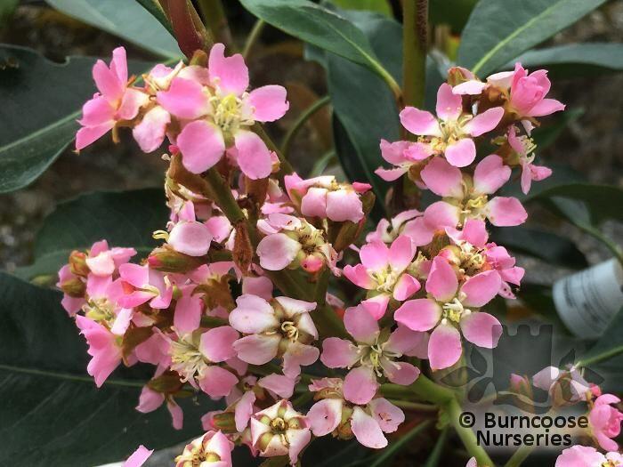 Eriobotrya from Burncoose Nurseries