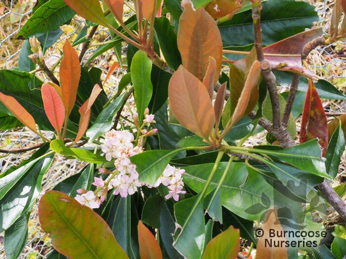 Eriobotrya 'Coppertone' from Burncoose Nurseries