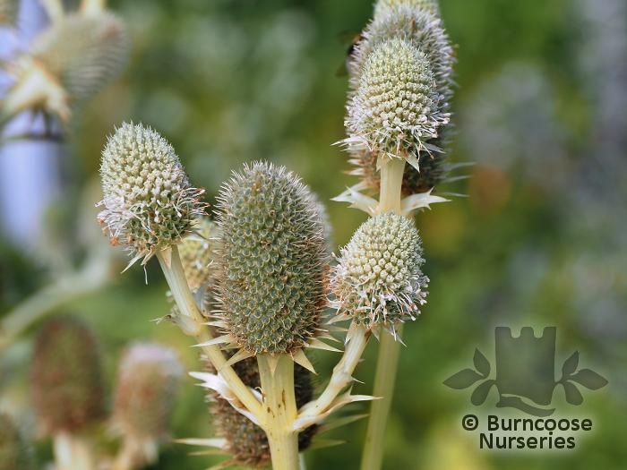 ERYNGIUM agavifolium  