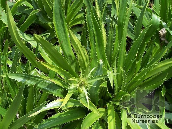 Eryngium Agavifolium from Burncoose Nurseries
