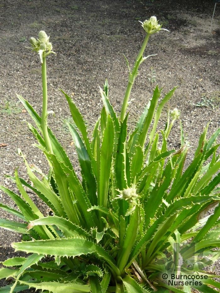 Eryngium Agavifolium from Burncoose Nurseries