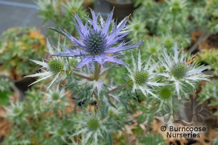 ERYNGIUM 'Lapis Blue'  