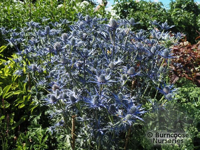 ERYNGIUM bourgatii 'Picos Amethyst' 