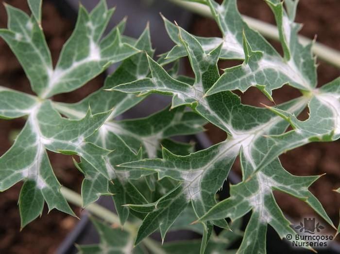 Eryngium Bourgatii 'Picos Amethyst' from Burncoose Nurseries
