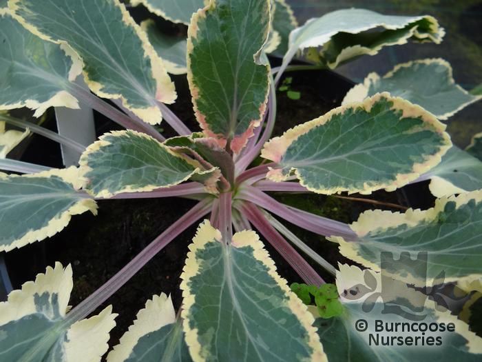 ERYNGIUM planum 'Jade Frost' 