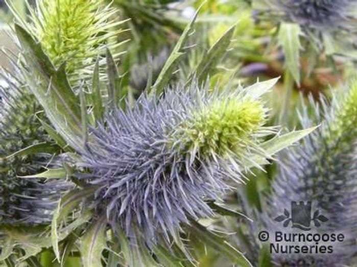 Eryngium Planum from Burncoose Nurseries
