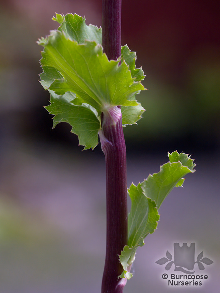 Eryngium Planum from Burncoose Nurseries