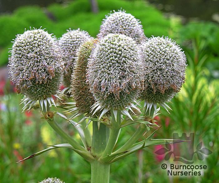 Eryngium Serra from Burncoose Nurseries