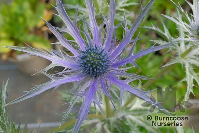 ERYNGIUM x zabelii 'Jos Eijking' 