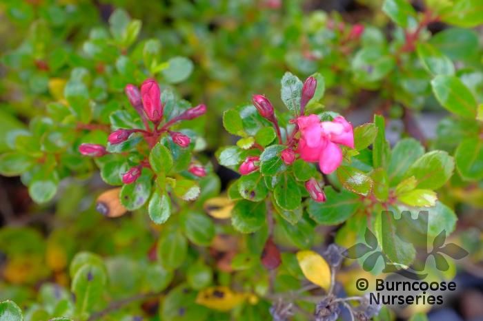 ESCALLONIA 'Red Dream'  