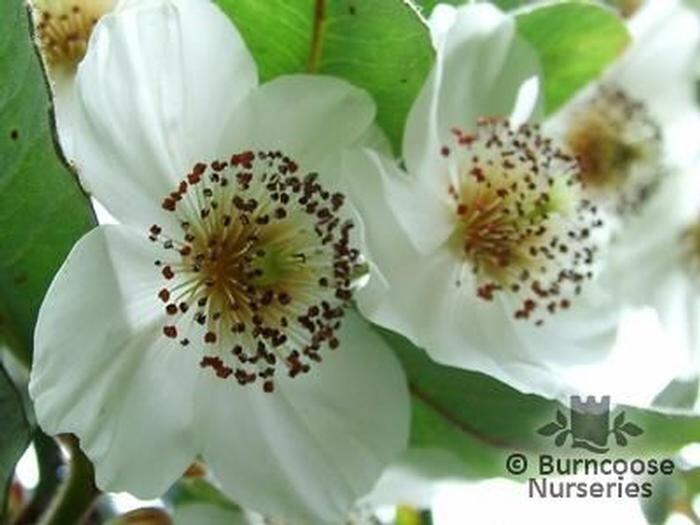 Eucryphia Cordifolia from Burncoose Nurseries