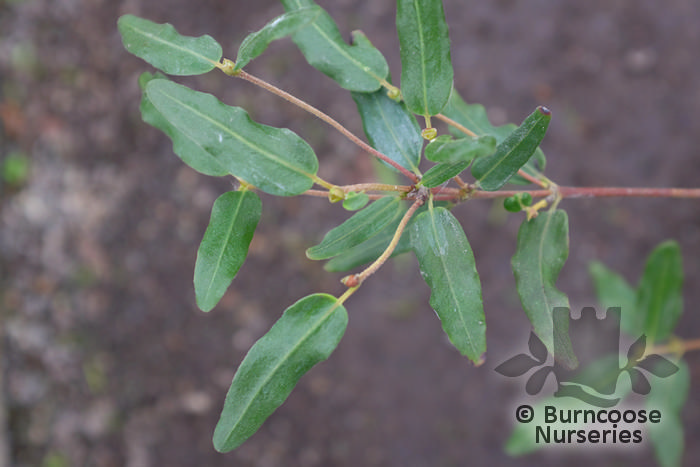 EUCRYPHIA lucida 'Ballerina' 